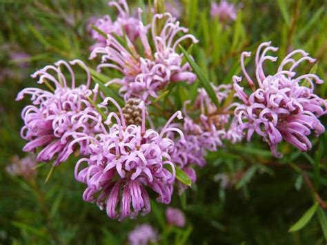 Australian native plants, located in ventura, ca, is a leader in ornamental trees and shrubs for mediterranean gardens. Grevillea sericea | Australian Native Plants 2 | Pinterest