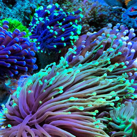 Torch Coral Showoff Thread Page 9 Reef2reef Saltwater And Reef