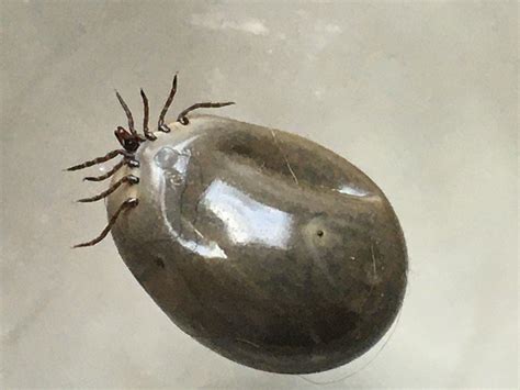 Engorged Female Hard Tick Pest Control Canada