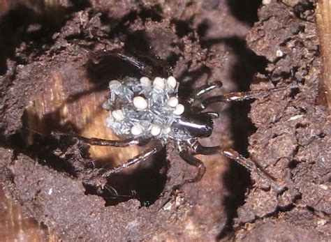 So, what do spiders like to eat? Springfield Plateau: Shiny Wolf Spider