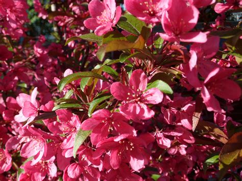 Indian Magic Crabapple Tree Best Of Pink In National Study Resistant