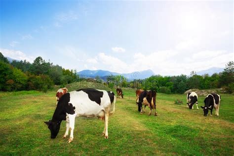 Idyllic Summer Landscape In The Alps With Cow Grazing On Fresh Green