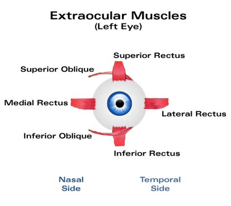 Extraocular Muscles Laramy K Independent Optical Lab Freeform