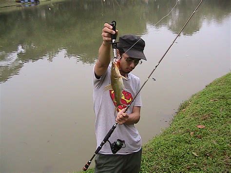 Lihat ide lainnya tentang ikan, gambar, tato lengan jepang. Haruan Sakit: Casting ikan belida dan ikan baung. #throwback
