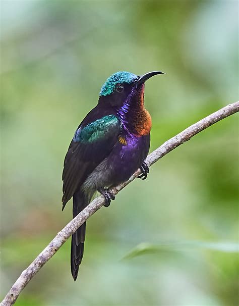 Iridescent Rainbow Copper Throated Sunbirds Are One Of Most Fairy Like