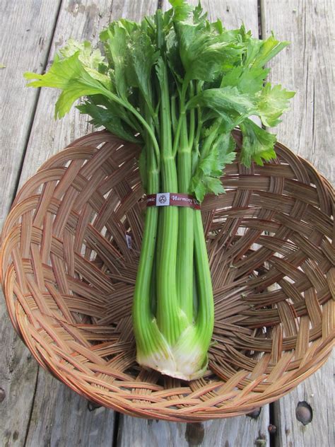 Harmony Valley Farm Vegetable Feature Celery