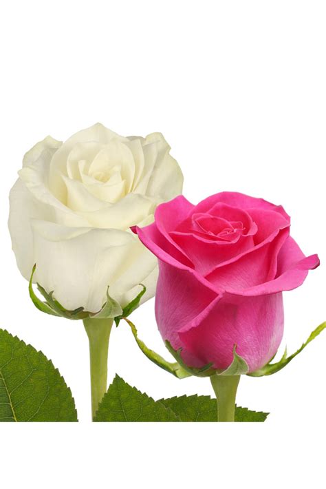 Hot Pink And White Roses Premium Wholesale Flowers Free Shipping In