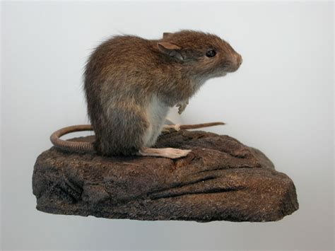 Polynesian Rat Wikipedia