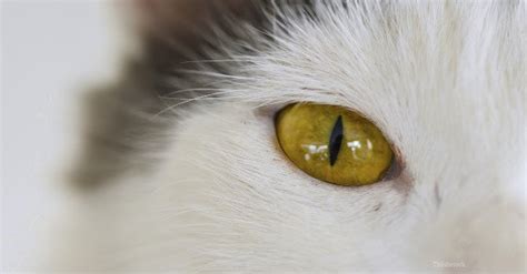 Diffuse iris melanoma is rare, although is the most common primary intraocular neoplasm in cats, and is an unusual variant of anterior uveal melanoma. Увеїт у кішок: причини, ознаки та способи лікування ...