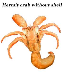 You find a hermit crab! My Hermit Crab Has Left Its Shell - Shrimp and Snail Breeder