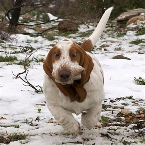 A Brown And White Dog Running In The Snow