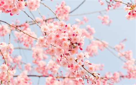 Free photo: Beautiful Spring Flowers - Flower, Foliage, Fresh - Free Download - Jooinn