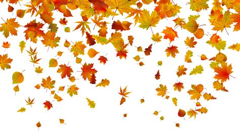 Fall Leaves Images Fall Leaves Png Leaf Images Falling Leaves Free Flower Clipart Free
