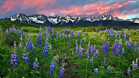 Meadow Lupine Mountains Flowers Flowers Wallpapers 1920x1080