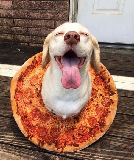 8 Dogs Who Celebrated National Pizza Day Pizza Blonde