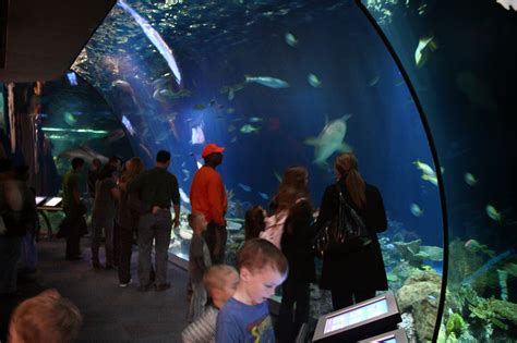 Shedd Aquarium Hd Desktop Backgroundschicago Wallpaper View
