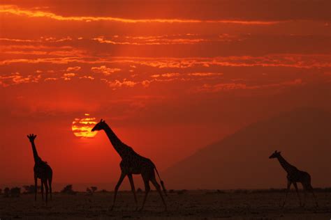 African Sunset At Amboseli National Park Kenya On The Las Flickr