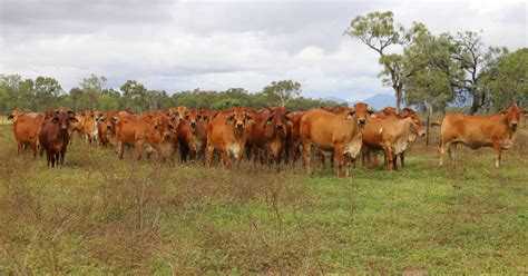 Beef Drives Queenslands Rural Debt To Stunning 24 Billion Queensland Country Life Qld