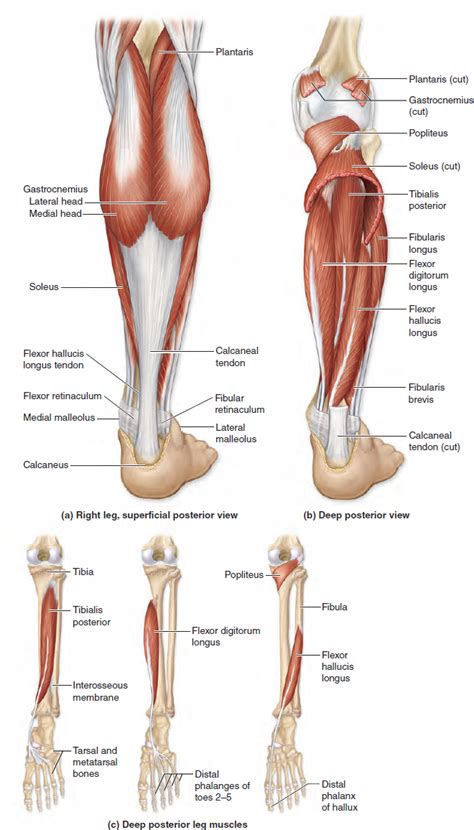 Posterior Muscles Of The Leg Leg Muscles Anatomy Muscular System