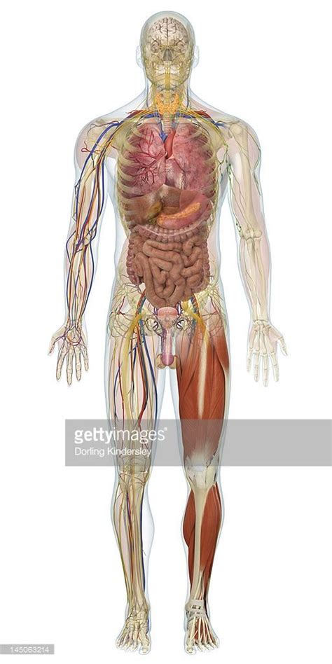 Perfect for patients and students. Illustration of internal organs, circulatory system and ...