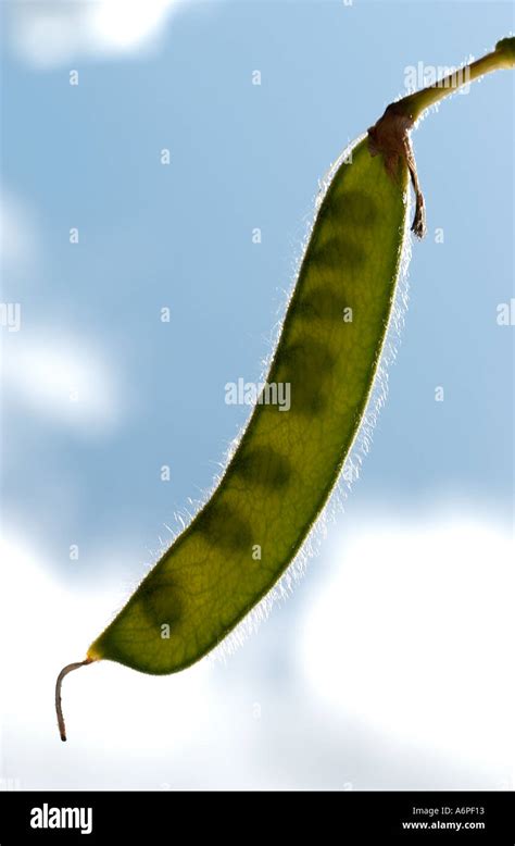 Sweet Pea Plant Pod With Seeds Stock Photo Alamy