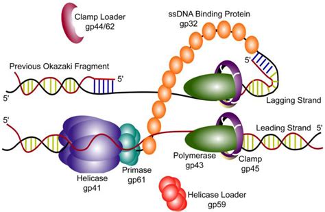 viruses free full text coordinated dna replication by the bacteriophage t4 replisome