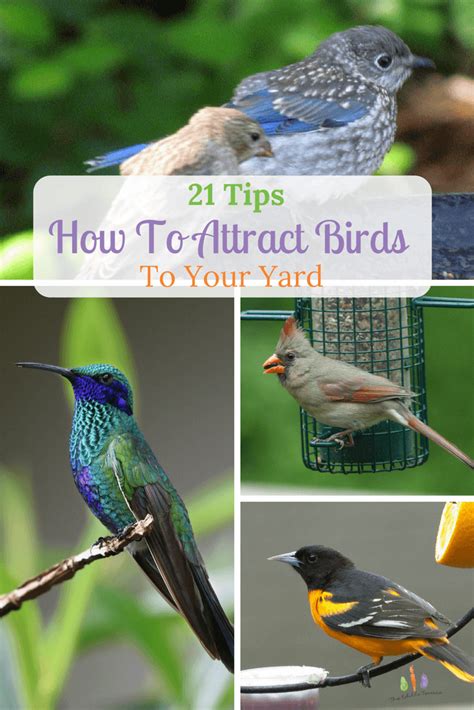 21 Quick Ideas And Tips For How To Attract Birds To Your Yard Or Garden