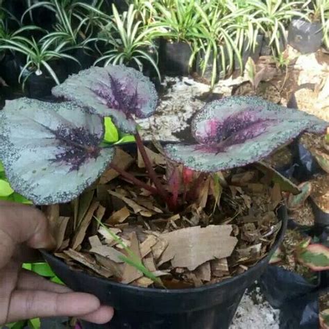 Hal yang membuat sulit adalah anda sudah membikin benteng terlebih dahulu, sehingga bahagia sulit untuk datang. Macam2 Bunga Hias Hidup : Macam Macam Tanaman Hias Bunga ...