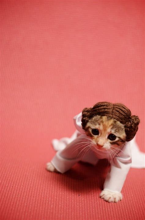 Princess Leia Kitty Cosplay — Geektyrant