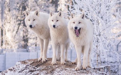 Wolves Trio Lup Wolf White Iarna Animal Winter Hd Wallpaper