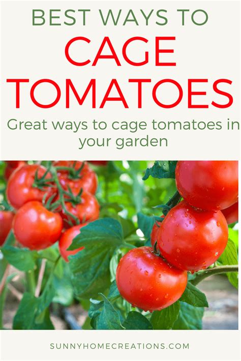 Best Way To Stake Tomatoes Sunny Home Creations
