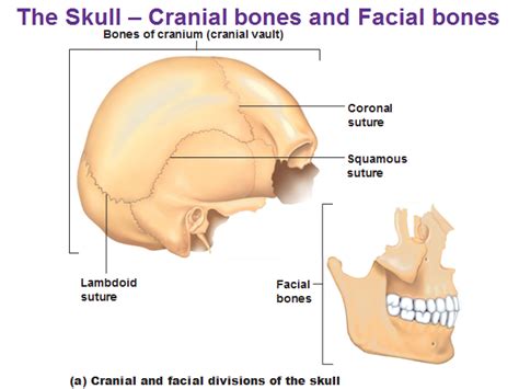 Geography Of The Skull