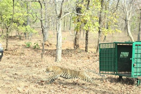 Madhya Pradesh Leopard Sent To Its Natural Habitat In Ratapani Forest