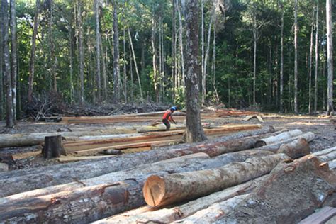Region Ten Logging Associations Defend Bai Shan Lin Operations Inews