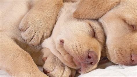 Cute Puppies Sleeping Compilation With Puppies Snoring Youtube