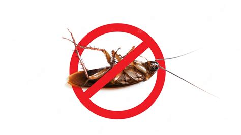 Premium Photo Anti Cockroach Pest Control Stop Insects Signcockroach With Caution Sign Pest