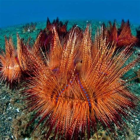 Fire Urchins Aka Red Urchins In Lembeh Strait North Sulawesi