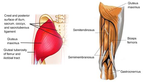 The glutes or gluteal muscles are muscles in the buttock area. Tight Muscles In Hip Area / Tight Hips 7 Stretches Symptoms Causes Prevention And More : Lower ...