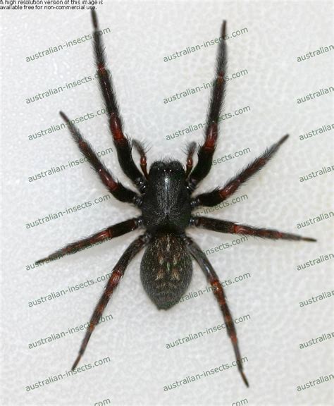 National Geographics The Black Spider