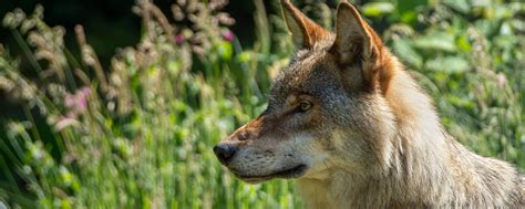 Download Wallpaper 2560x1024 Wolf Predator Animal Glance Grass
