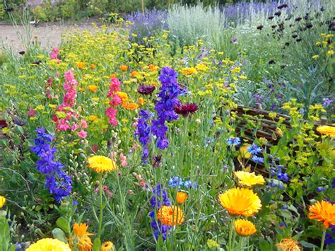 Zinnias come in a wide. Higgledy Garden