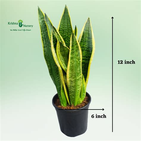 Dwarf Sansevieria Plant