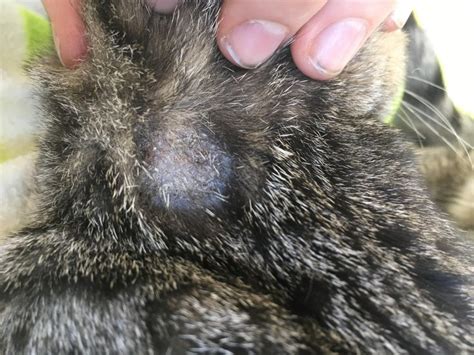 3 Month Old Kitten Has Bald Spot With Rash On Top Of Neck Advice