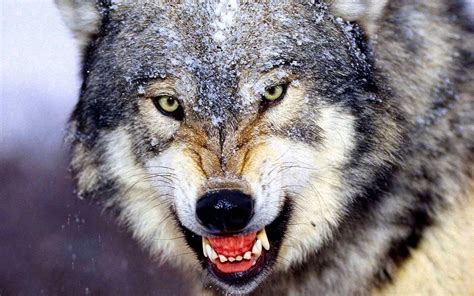 Wallpapers Of Wolf Wild Wolf Wallpaperspro