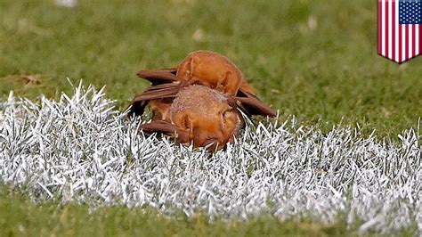 Bats Having Sex On Field Between Plays At Detroit Lions