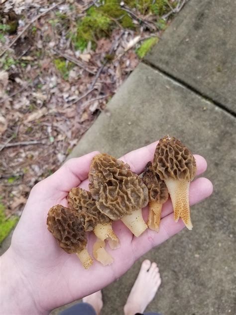 End Of The Season Morel Find In Georgia Mushrooms