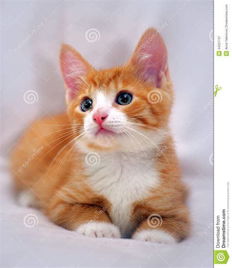 Cute Ginger Kitten With Blue Eyes Stock Photo Image