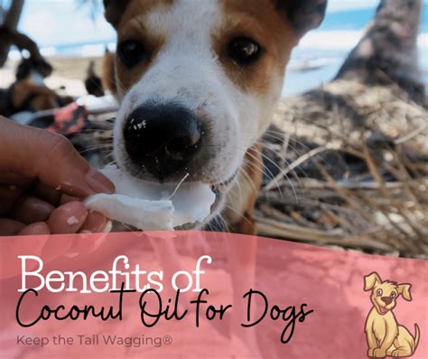 50 Unbelievable Benefits Of Coconut Oil For Dogs Ultimate Guide 2023