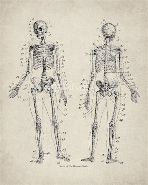 Skeleton Art Skeleton Print Vintage Art Skeleton Poster By Omrishi