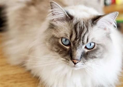 The Enchanting Ragdoll A Guide To The Beloved Cat Breed
